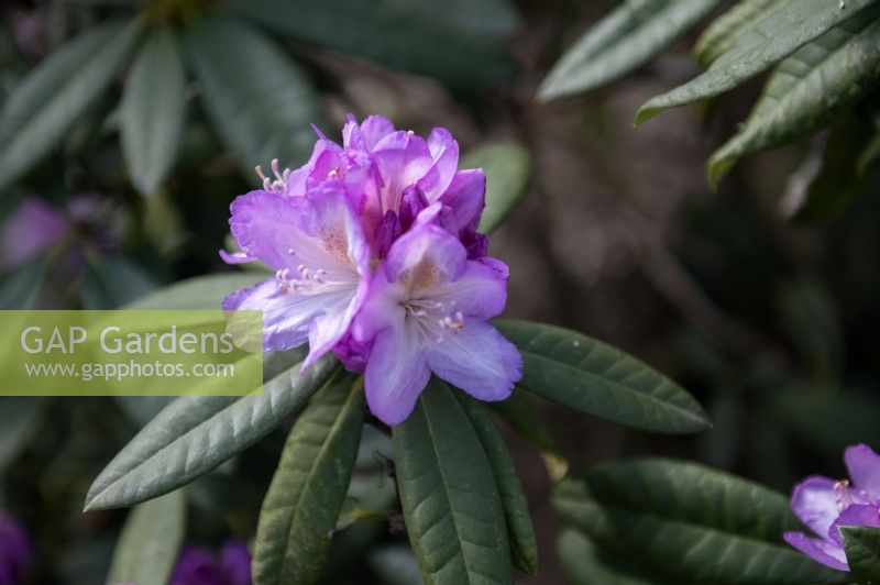 Rhododendron 'Professor Doktor Drude'