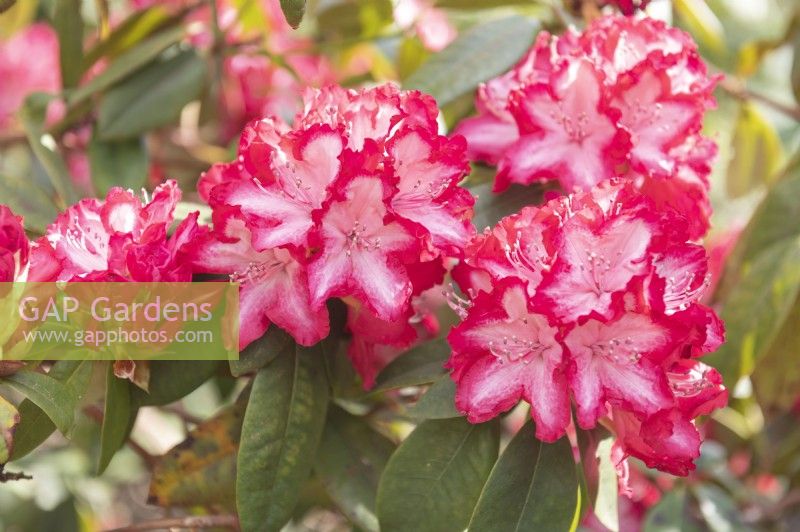 Rhododendron 'Gerda'
