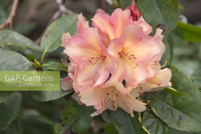 Rhododendron 'Torge'