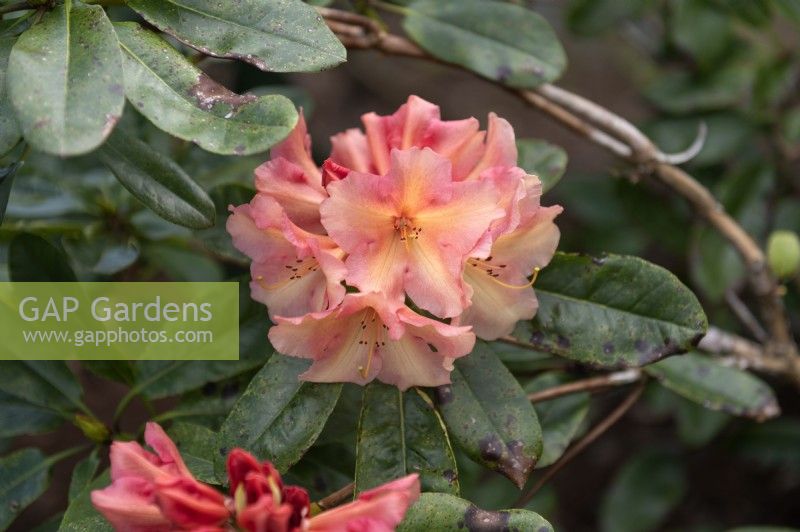Rhododendron 'Torge'