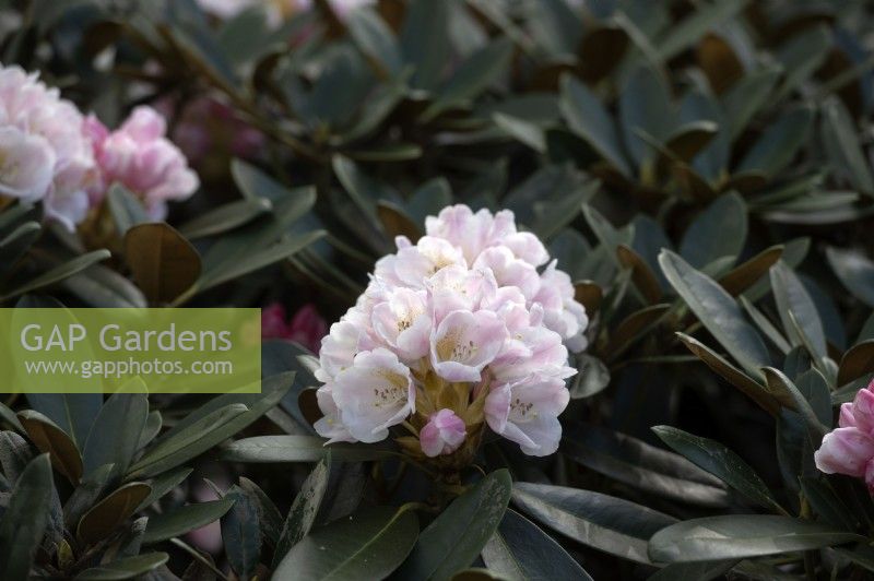 Rhododendron 'Silbervelours'