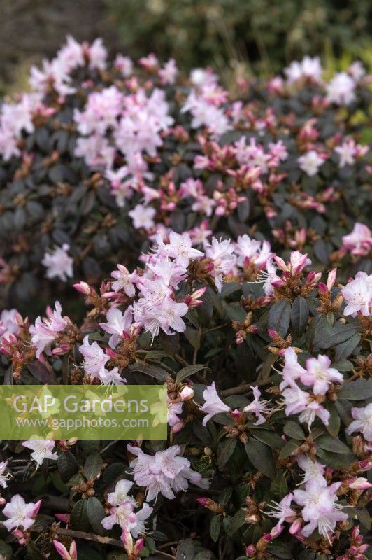 Rhododendron 'Ginny Gee'
