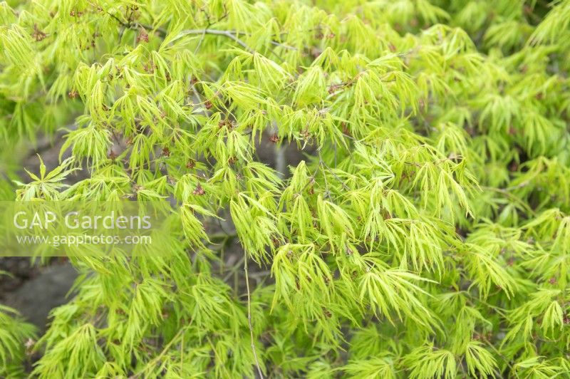 Acer palmatum 'Dissectum' maple