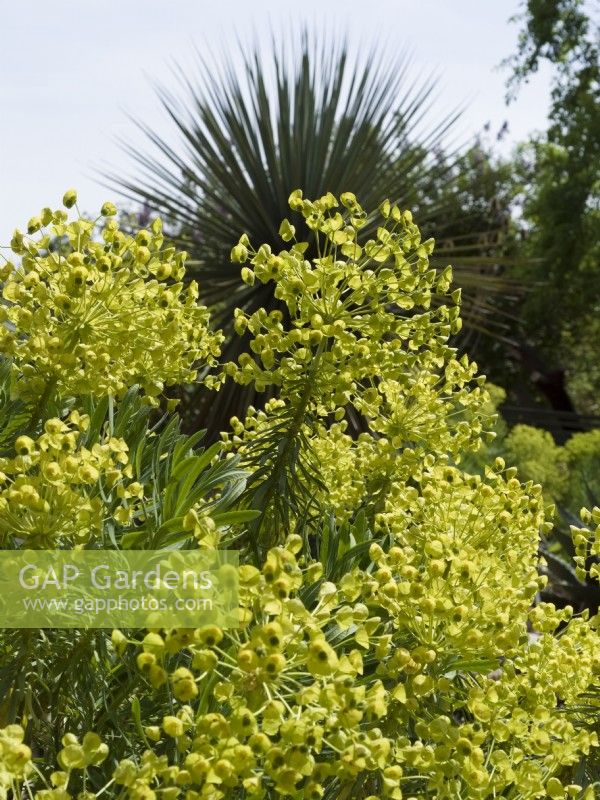 Euphorbia characias 'Goldbrook'