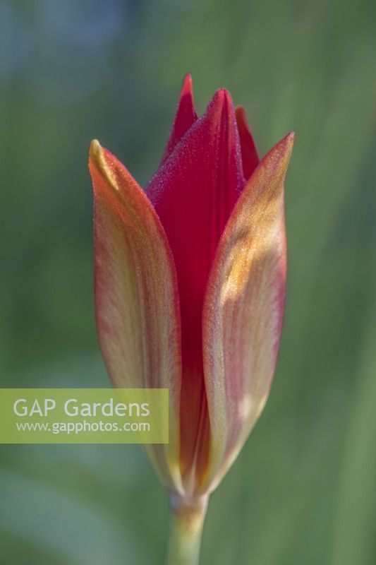 Tulipa sprengeri flowering in Summer - May