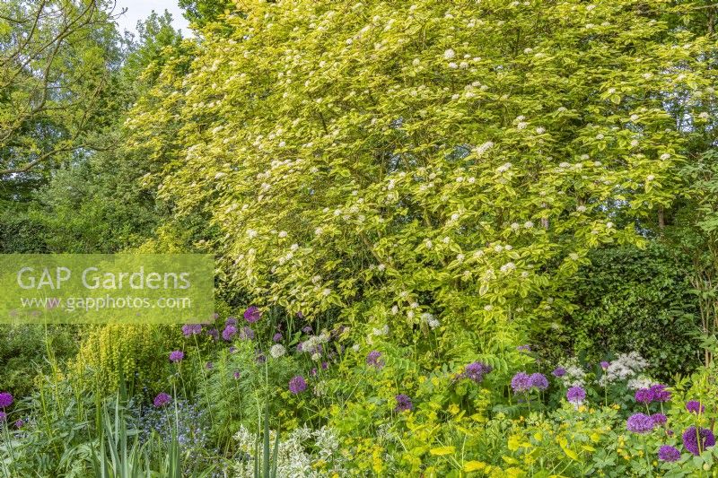 Cornus sericea 'Hedgerows Gold' flowering in an informal country cottage garden border in early Summer - May