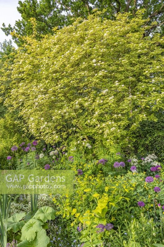 Cornus sericea 'Hedgerows Gold' flowering in an informal country cottage garden border in early Summer - May