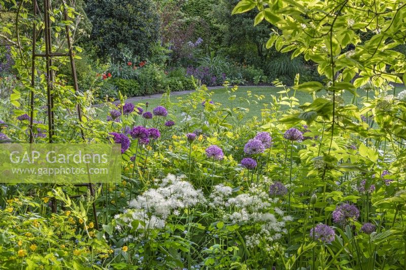 View of Allium giganteum flowering together with Thalictrum delavayi 'Nimbus White' in an informal country cottage garden border in early Summer - May