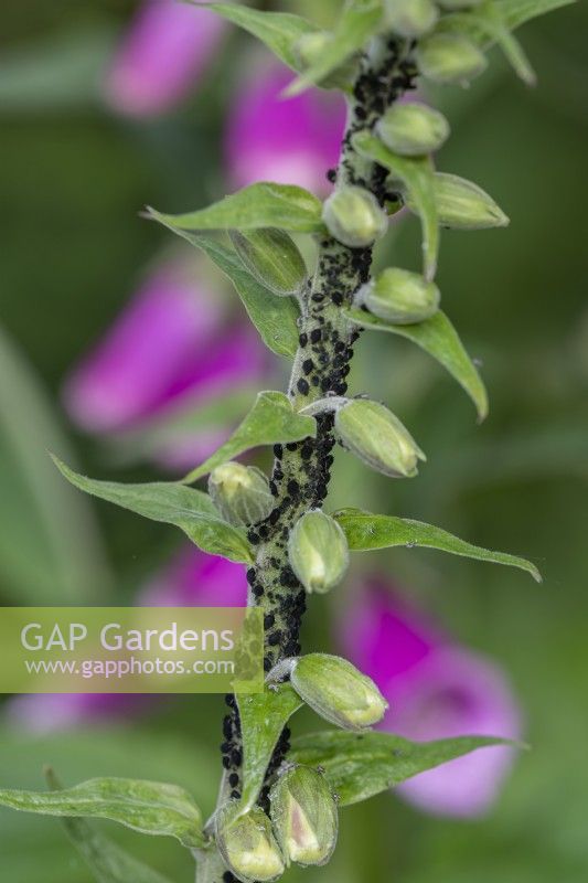 Aphis armata feeding on stems of Digitalis purpurea in Summer - May