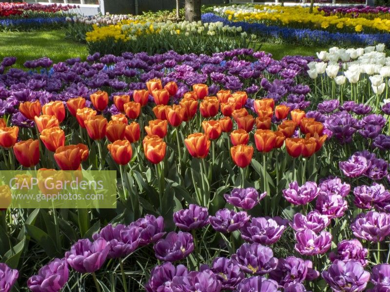 Tulip beds in Keukenhof  Botanical garden - Garden of Europe, Lisse, Netherlands