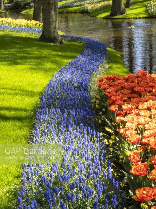 Muscari and Tulips at Keukenhof  Botanical garden - Garden of Europe, Lisse, Netherlands
