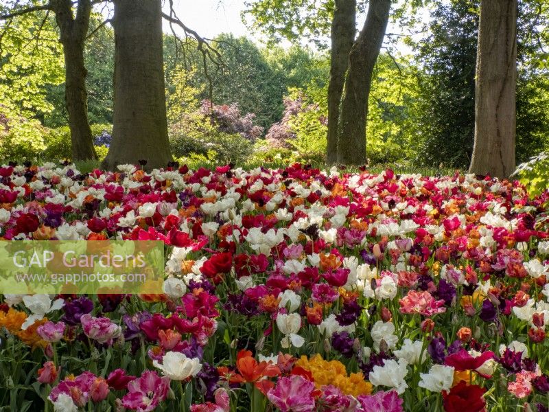 Floralia Spring Flower Show at Chateau de Grand-Bigard - Castle of Groot-Bijgaarden Belgium. Beds of mixed Tulip Tulipa varieties