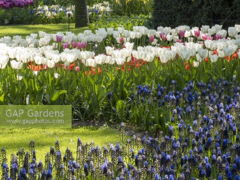 Tulips and Muscari at Keukenhof Botanical garden - Garden of Europe, Lisse, Netherlands