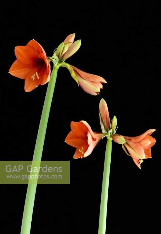 Hippeastrum reginae Amaryllis. The flowering stems have been  photographed  against a black background.