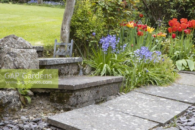 Stone steps lead up to a lawn. Bluebells are planted beside the steps with various tulips flowering. An iron wellington boots cleaner leans against a tree trunk beside the top step. Whitstone Farm, NGS Devon garden. Spring. 