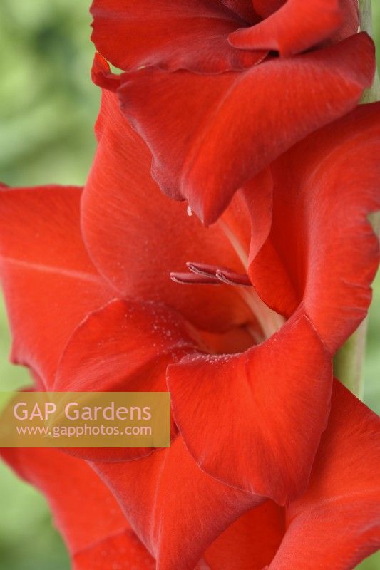 Gladiolus  'Red Balance'  Sword lily  August
