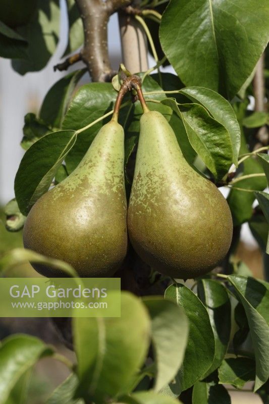 Pyrus communis  'Conference'  Pear  September
