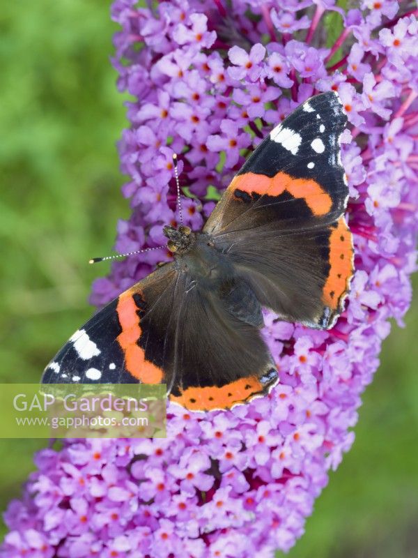 Red Admiral butterfly feeding on Buddleia