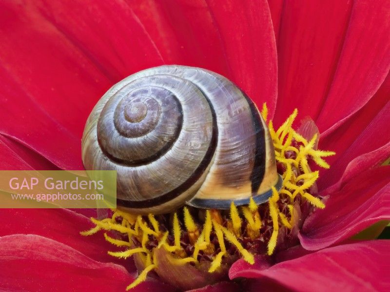 Cepaea nemoralis -  Dark-lipped Banded Snail on dahlia