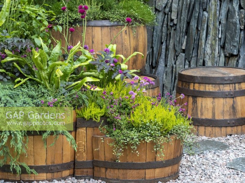 Containers in The Still Garden showing plants from Scotland, evergreen foliage with warm wood and slate.