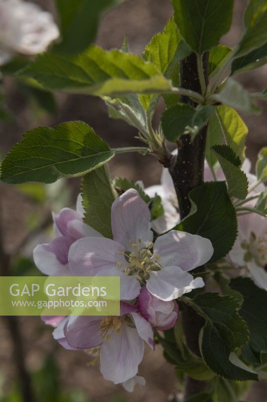 Malus domestica 'Rondo' apple blossom 
