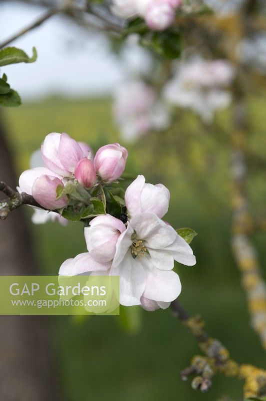 Malus domestica 'Gravensteiner' apple blossom 