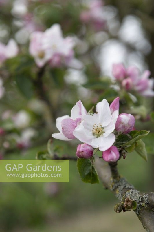 Malus domestica 'Duelmener Rosenapfel' apple blossom 