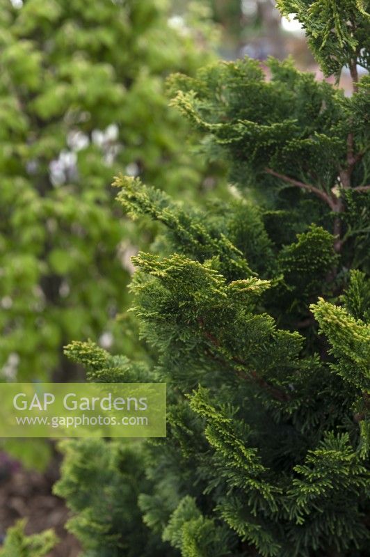 Chamaecyparis obtusa  'Nana Gracilis' Japanese cypress