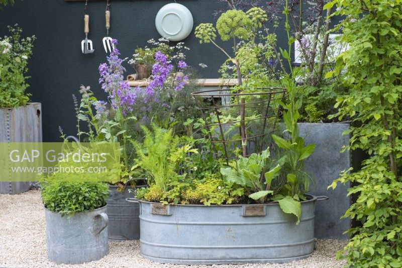 Metal containers are planted with herbs, angelica, purple honesty and borage.