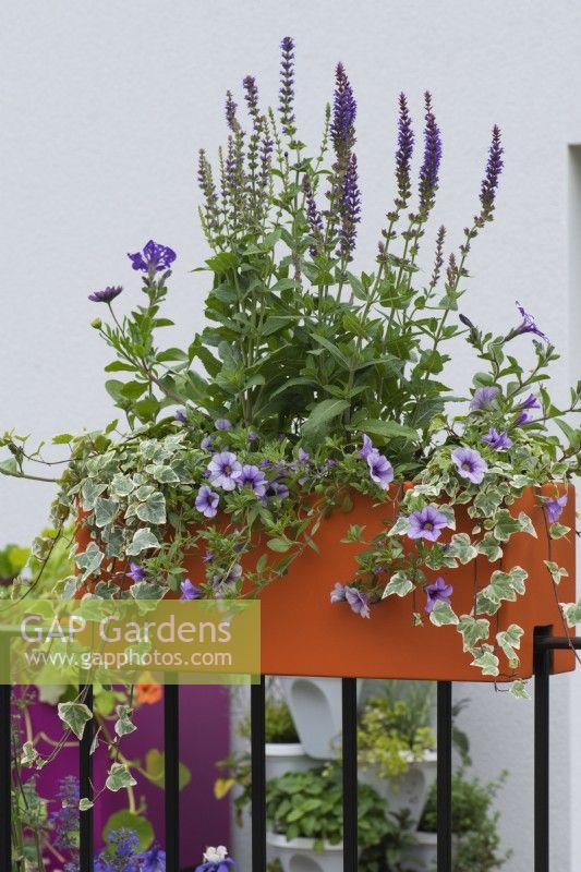 A planter on the railings of a balcony is planted with salvias, ivy, and petunias.