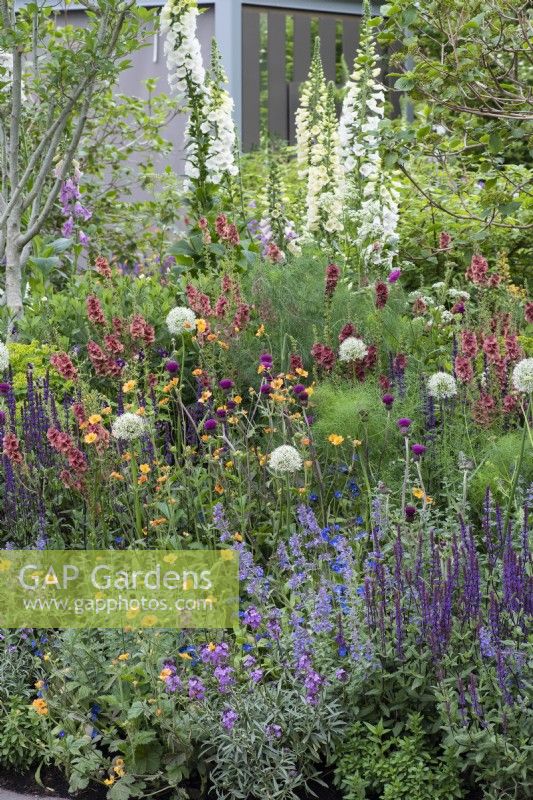 Herbaceous border filled with plants to attract pollinators, such as foxgloves, alliums, salvias, catmint, geums, verbascum, cirsium and erysimum. 