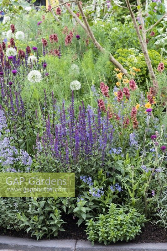 Salvia sylvestris 'Mainacht', sage, planted alongside cirsium, allium, catmint and verbascum in a border created to attract pollinators. 