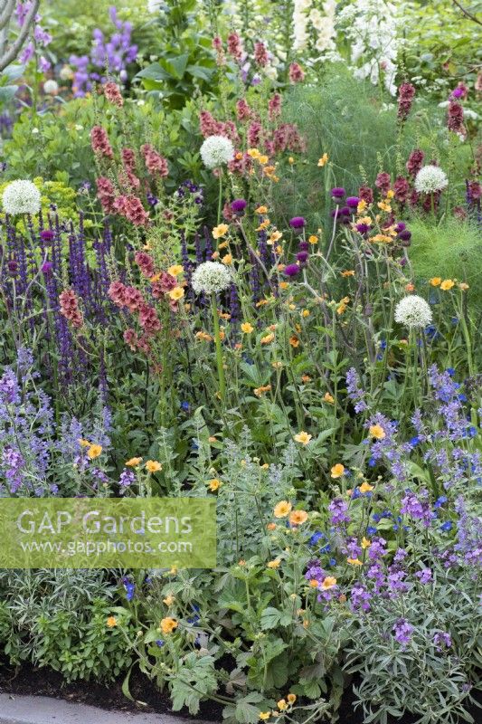 Herbaceous border filled with plants to attract pollinators, such as foxgloves, alliums, salvias, catmint, cirsium, geums, verbascum and erysimum.