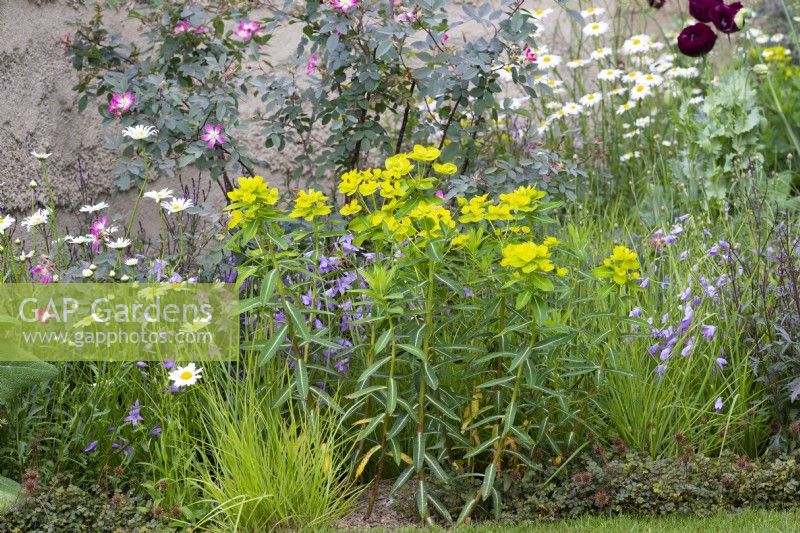 Euphorbia wallichii, horned spurge, in combination with ox-eye daisies, Rosa glauca and campanula.