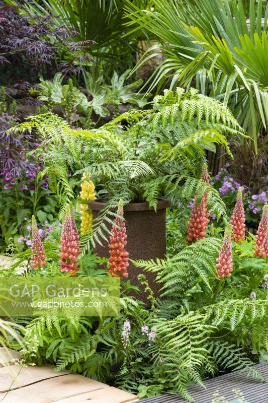 A small tree fern, Dicksonia antarctica, is raised in a chimney pot, and surrounded in ferns, tiarella and Lupinus 'Terracotta'.