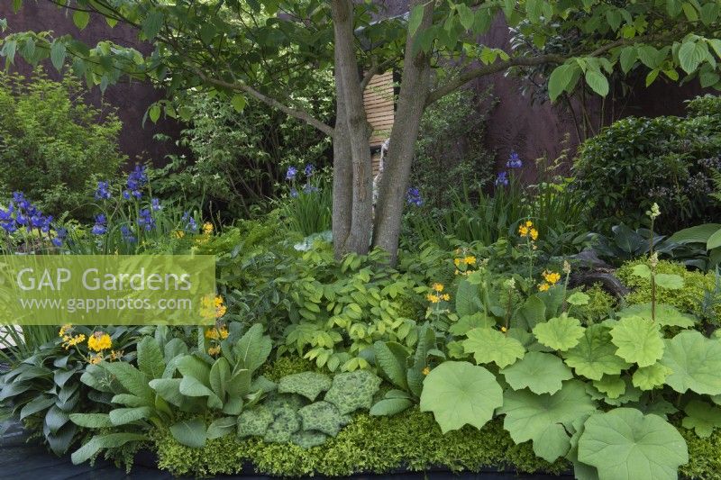 A streamside bed set in the shade of a tree, and planted with hostas, Iris sibirica, primulas, ferns, Podophyllum 'Spotty Dotty', Gunnera magellanica and Selaginella kraussiana.