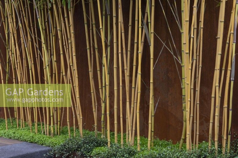 Golden bamboo, Phyllostachys aurea, its stems stripped of leaves and grounded in mind-your-own-business.