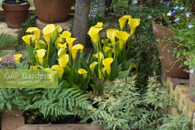 In a corner of a greenhouse, a raised bed is planted with ferns and golden calla lilies, Zantedeschia elliottiana.
