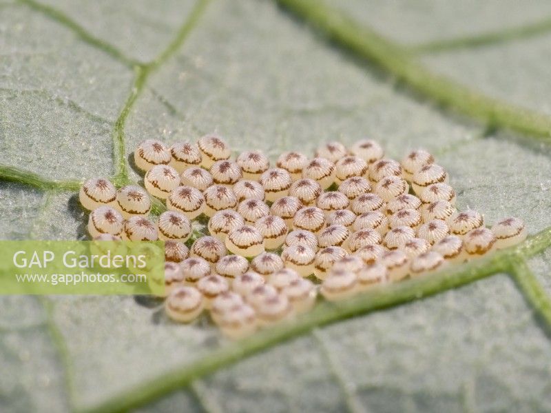 Mamestra brassicae - Cabbage Moth eggs on underside of nasturtium leaf
