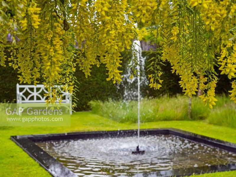 Laburnum Vossii garden pool with fountain and seat  late May