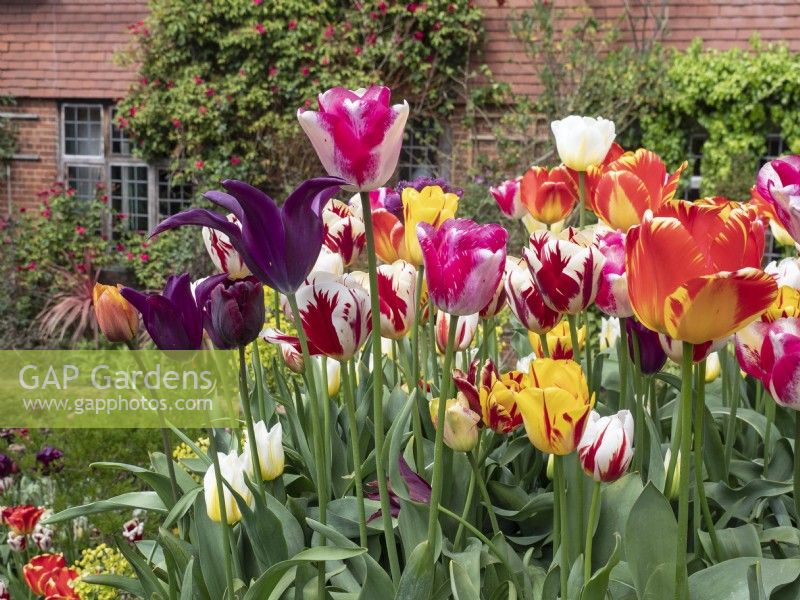 Spring  display of mixed Tulips  at East Ruston Old Vicarage garden Norfolk