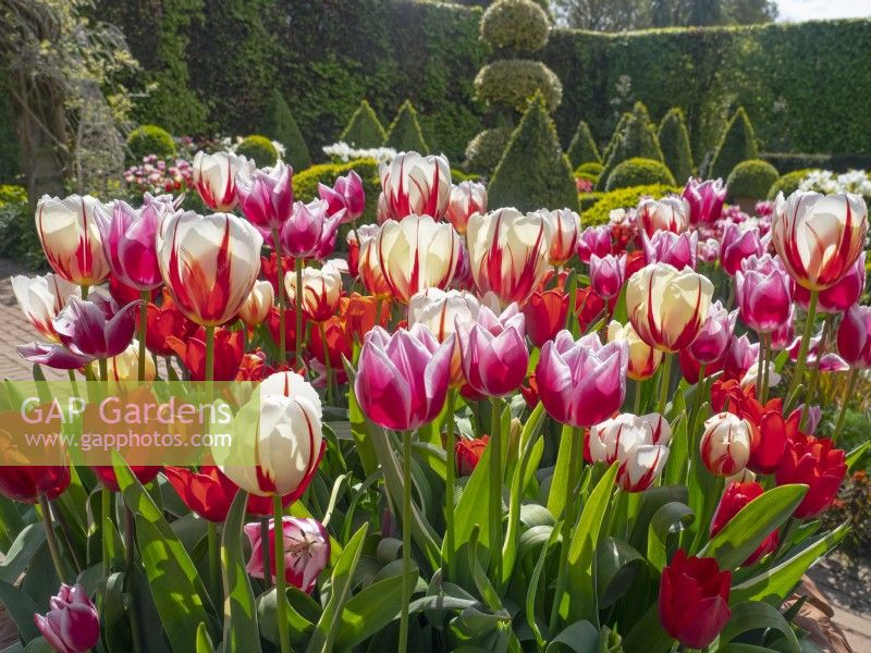 Spring  display of mixed Tulips and mixed hedges beyond The Dutch garden at East Ruston Old Vicarage garden Norfolk