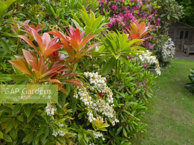 Pieris japonica forestii 'Forest Flame'  Early June