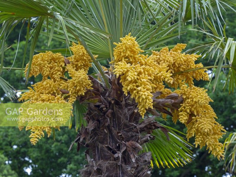 Trachycarpus fortunei - Chusan Palm May