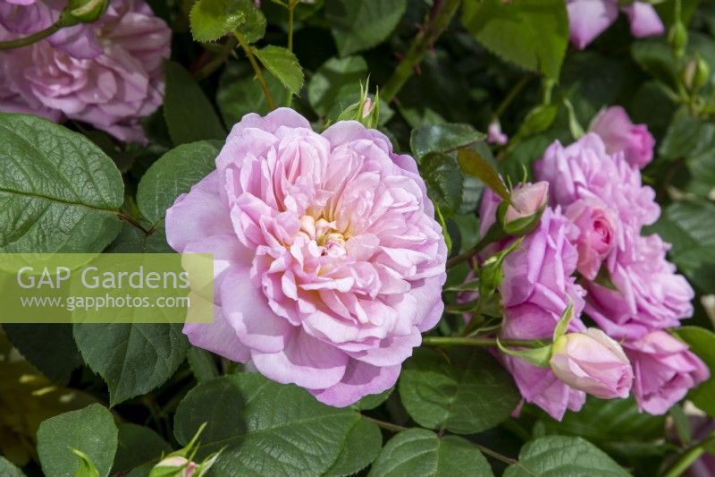 Rosa 'Elizabeth' Rose - Ausmajesty English Shrub Rose Bred By David Austin Roses for HM The Queen's Platinum Jubilee

