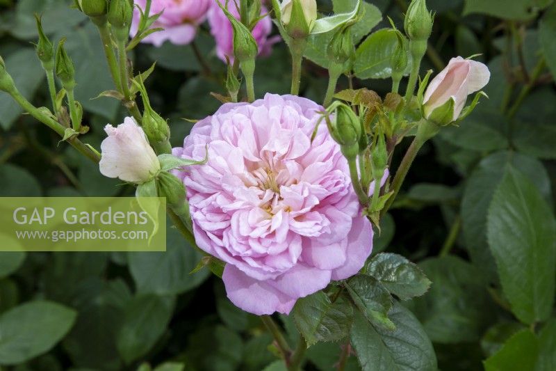 Rosa 'Elizabeth' Rose - Ausmajesty English Shrub Rose Bred By David Austin Roses for HM The Queen's Platinum Jubilee