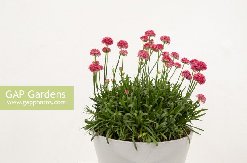 RHS Chelsea Flower Show 2022, Plant of the Year Second Place, Armeria pseudarmeria 'Dreamland', Dreameria Series, new variety, exhibitor Stonebarn Landscapes Ltd, breeder Plant Growers Australia
