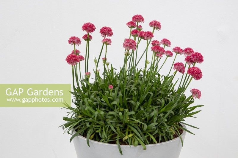 RHS Chelsea Flower Show 2022, Plant of the Year, Second Place, Armeria pseudarmeria 'Dreamland', Dreameria Series, new variety, exhibitor Stonebarn Landscapes Ltd, breeder Plant Growers Australia