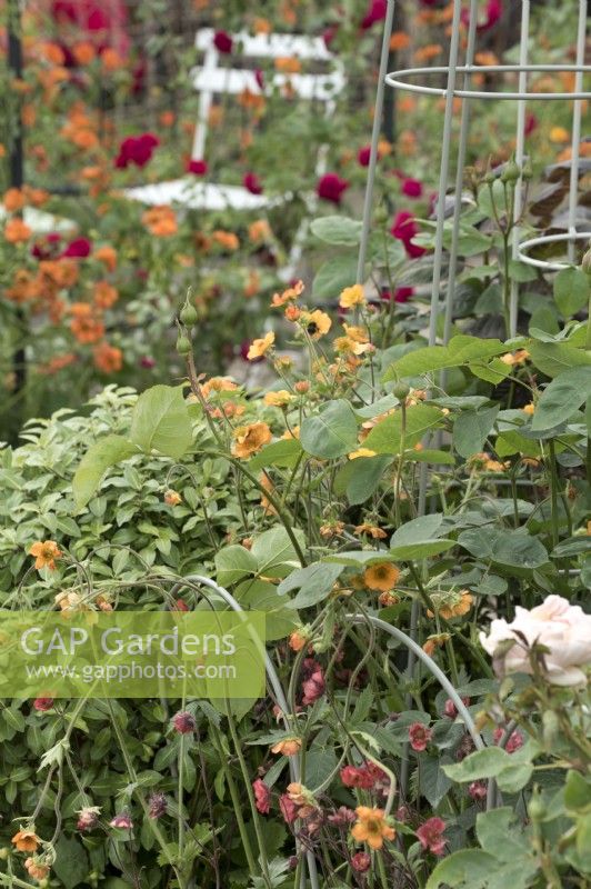 Metal plant supports and trellis in late spring garden with geum and roses 