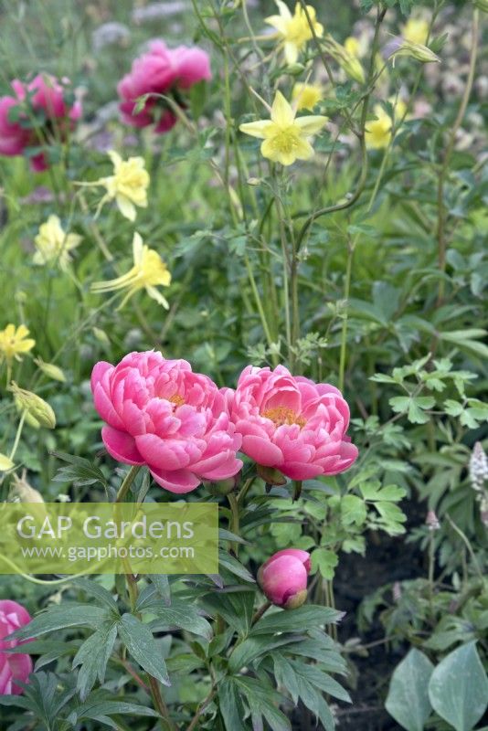 Coral pink  peony Paeonia Coral Sunset and yellow Aquilegia chrysantha  Yellow Queen